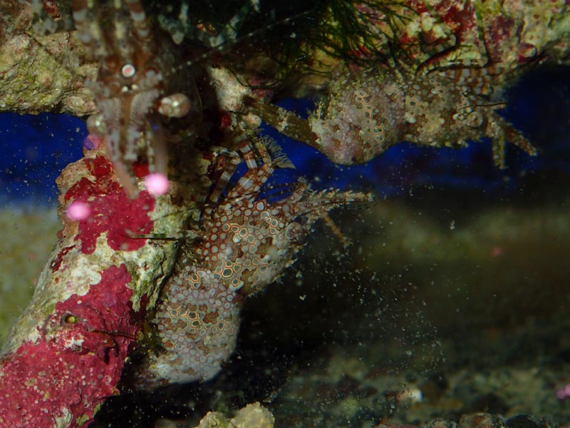 こけとり最強 タツナミガイ5匹 お得セット 海水魚 Www Nestorscapes Com