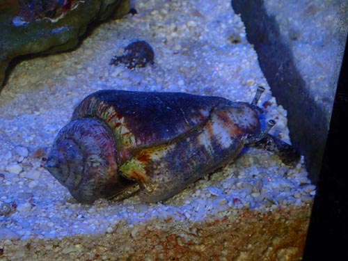 海水水槽 コケ取り生体ランキング Noah S Ark