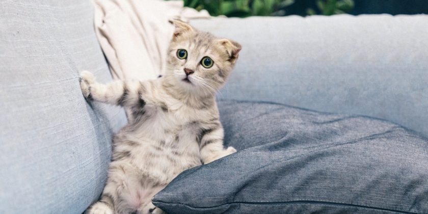 photo of gray and white tabby kitten sitting on sofa