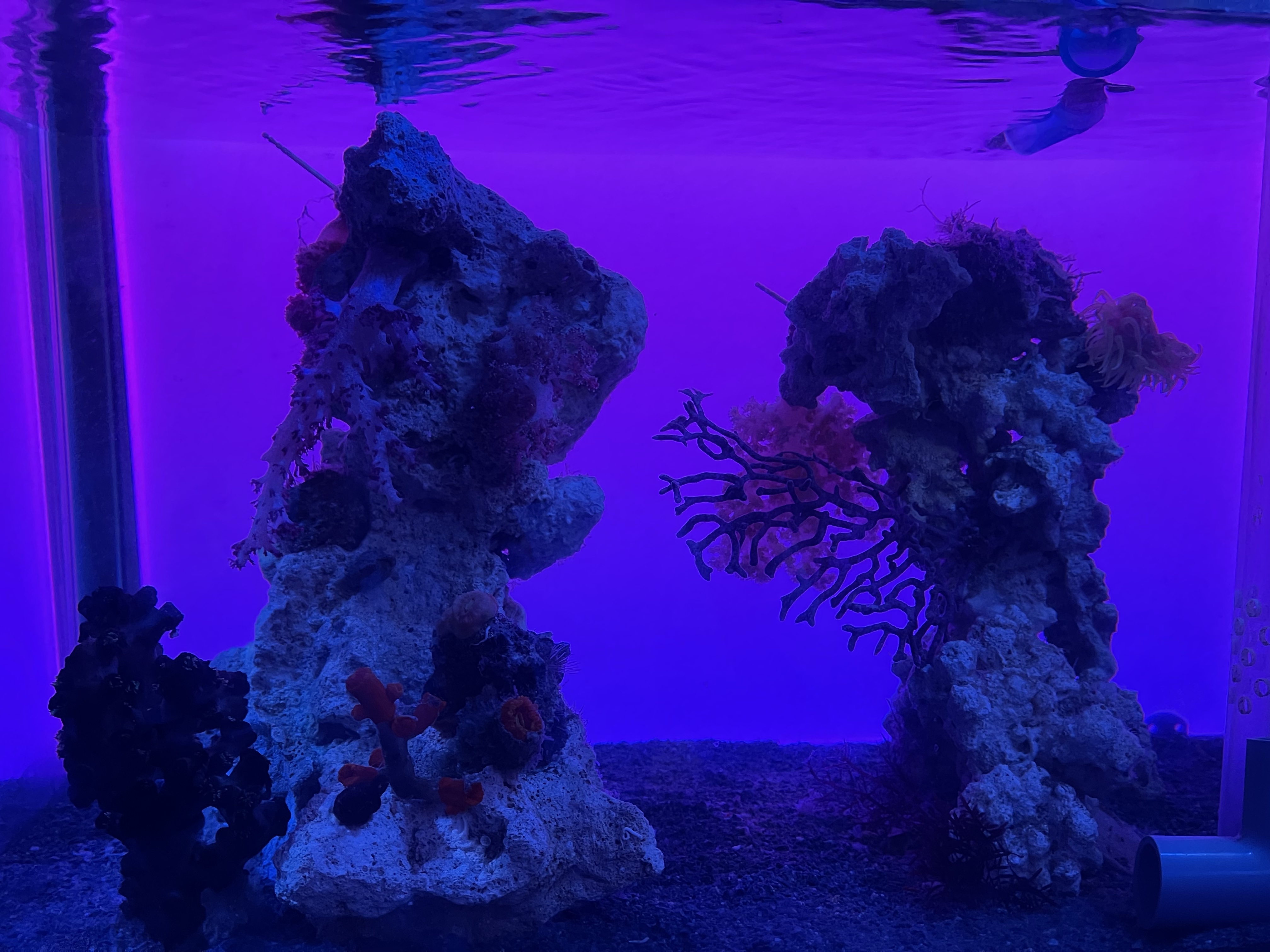 べっぴん珊瑚 リーフチャージ 500ml (C-3896) 海水魚 サンゴ 生体